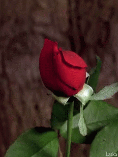 Red Rose Laska