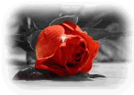 Red Rose on Black and White Background with Gether Watermark