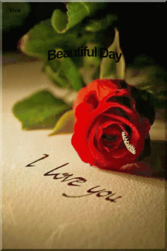 Red Rose on Paper Saying I Love You
