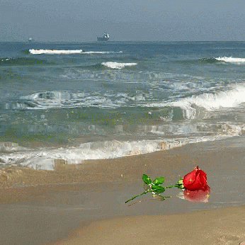 Red Rose On Sandy Beach With Boat GIF