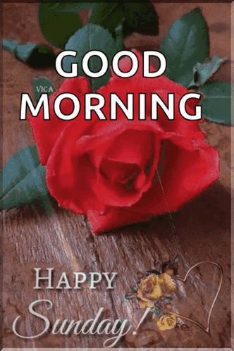Red Rose on Wooden Table Good Morning