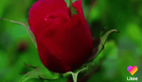 Red Rose Open Cute Animal GIF
