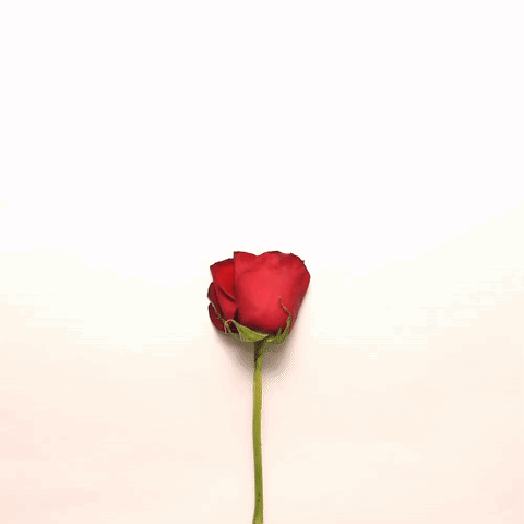 Red Rose Petals In The Shape Of A Heart GIF
