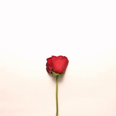 Red Rose Petals In The Shape Of A Heart GIF