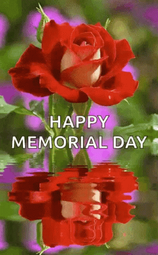 Red Rose Reflected in Water Happy Memorial Day