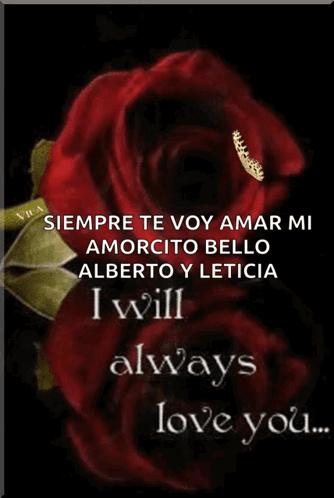 Red Rose Siempre Te Voy Amar Alberto Y Leticia GIF