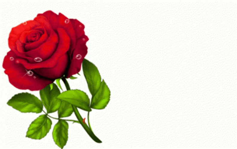 Red Rose Sparkling GIF