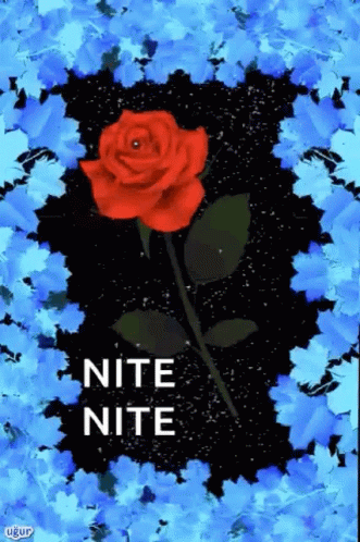 Red Rose Surrounded By Blue Flowers GIF