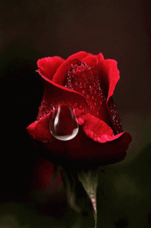 Red Rose Waterdrop GIF