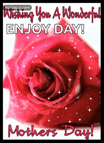 Red Rose Wishing You a Wonderful Day
