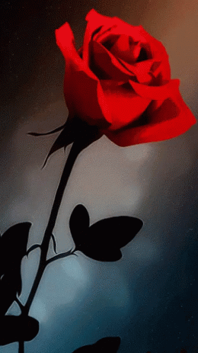 Red Rose With Black Stem and Leaves
