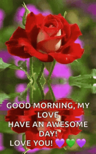 Red Rose With Good Morning My Love