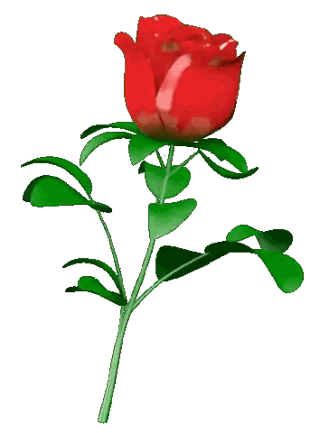 Red Rose with Green Leaves