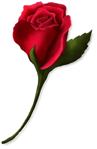 Red Rose With Green Stem and Leaf