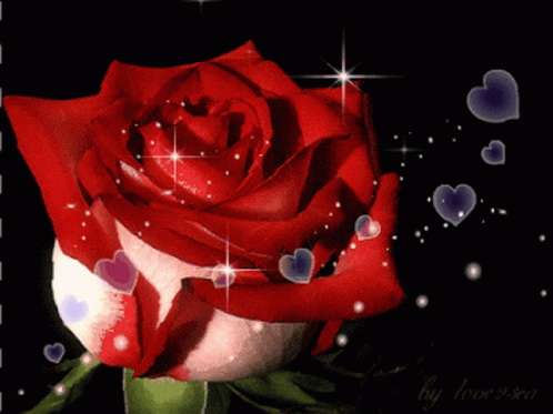 Red Rose with Hearts Saying By Love You