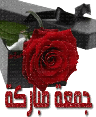Red Rose with Jumma Mubarak