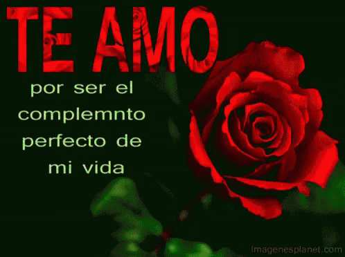 Red Rose with Te Amo