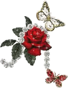 Red Rose With Two Butterflies