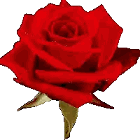 Red Rose with Yellow Stem