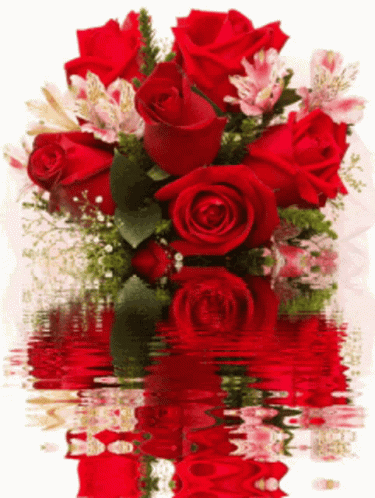 Red Roses Flores Reflection GIF