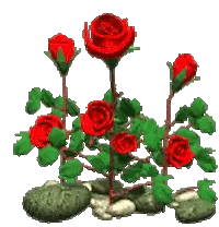 Red Roses Growing In Garden