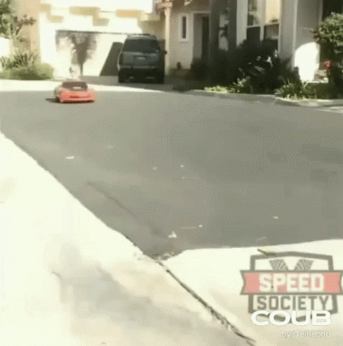 Red Roses Growing on Tree