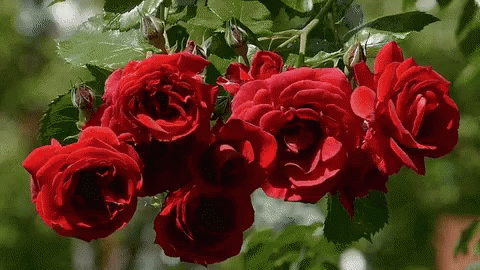Red Roses Hanging From Tree GIF