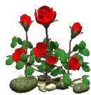 Red Roses in Rock Garden
