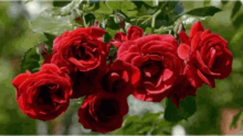 Red Roses On Tree Branch GIF