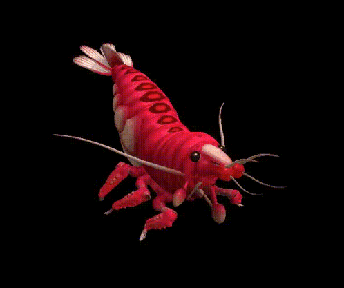 Red Shrimp