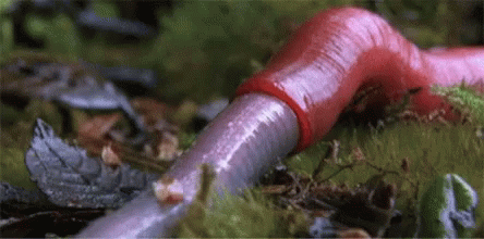 Red Worm Crawling in Grass