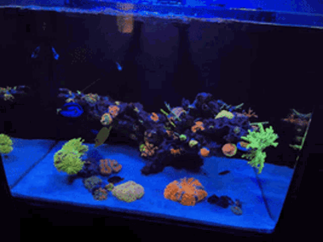 Reeftank Corals Gif GIF