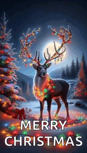 Reindeer Christmas Meme GIF
