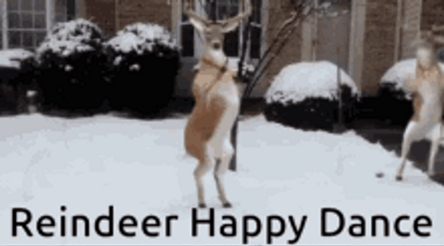 Reindeer Happy Dance GIF