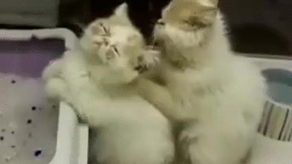 Relaxing Cat Massage GIF