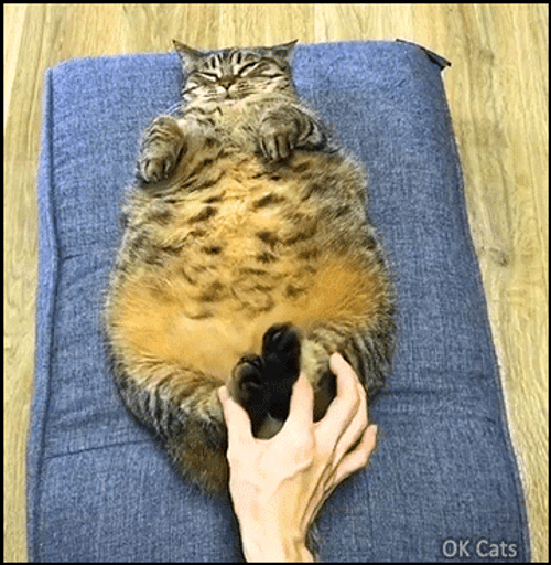 Relaxing Fat Cat Feet Massage GIF
