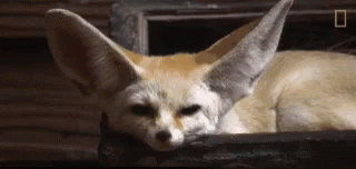 Relaxing Fennec Fox Flapping Ears GIF