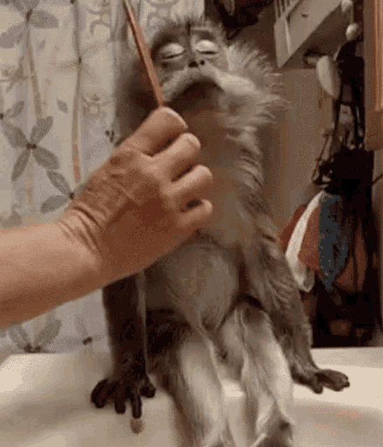 Relaxing Funny Monkey Getting Groomed GIF