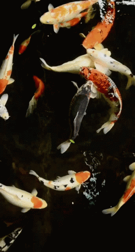 Relaxing Koi Fish Swimming Around GIF