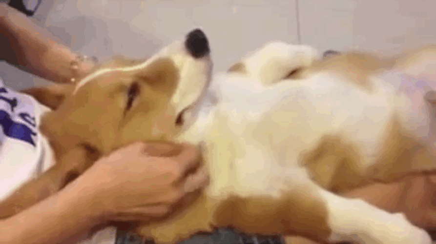 Relaxing Massage Corgi Dog GIF