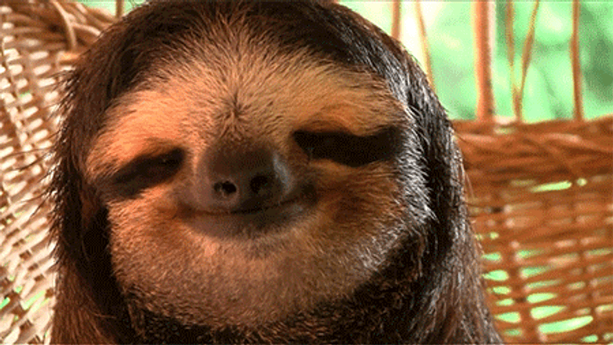 Relaxing Sloth Animal GIF.