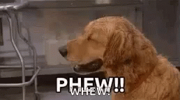 Relieved Phew Whew Dog GIF