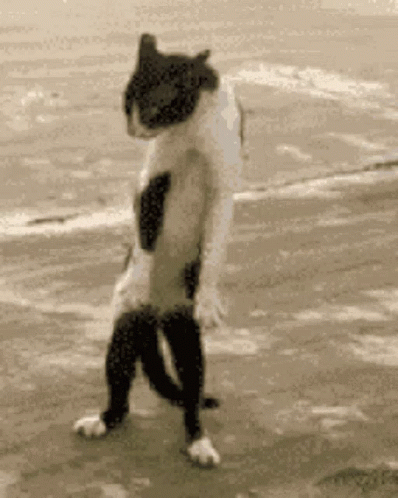 Repeating Dance Step El Gato Meme GIF