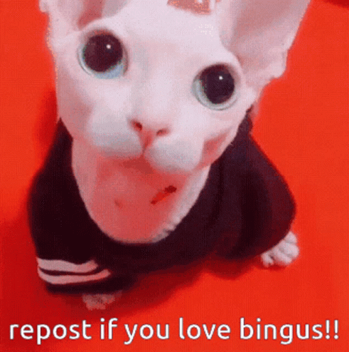 Repost If You Love Bingus Sphynx Cat GIF