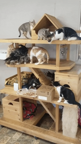 Rescued Animal Shelter Herding Cats GIF
