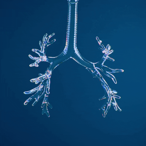 Respiratory Animation Lungs Healthy Breathe GIF