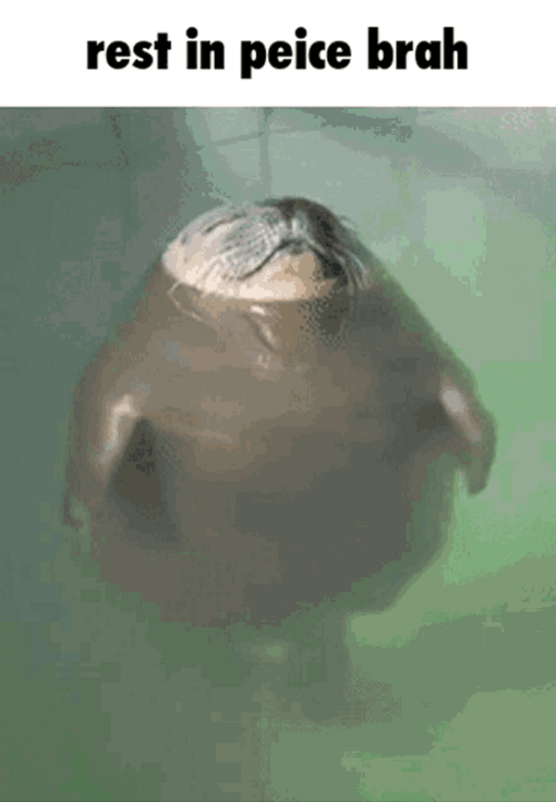 Rest In Peace Peice Brah Seal Meme GIF