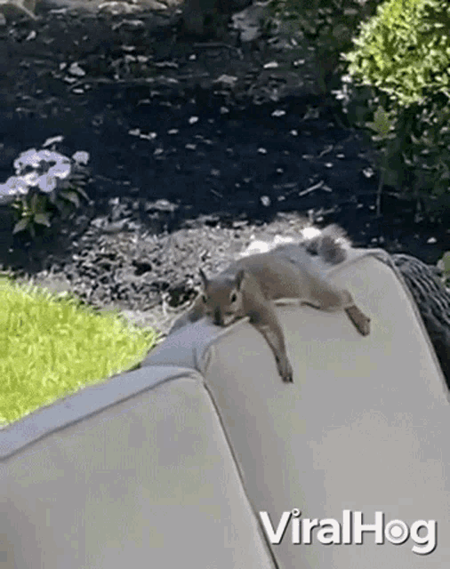 Resting Squirrel Animal GIF
