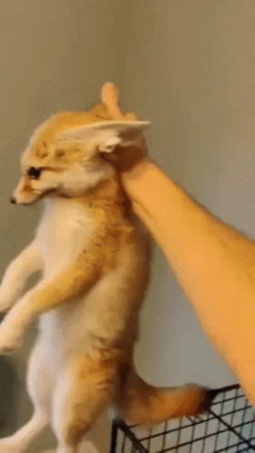 Restrained Scruffed Cute Fennec Fox GIF