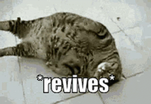 Resurrection Passed Out Chubby Cat Wakes Up Meme GIF